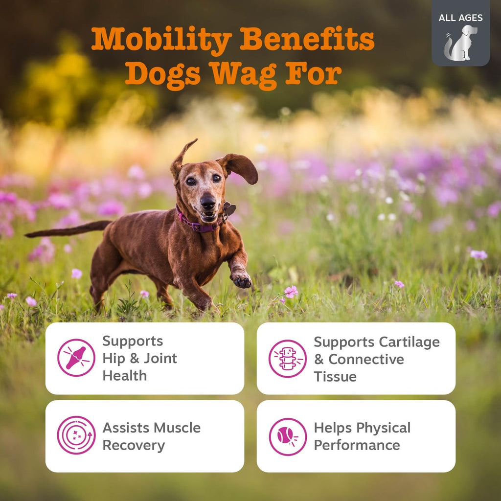 Zesty Paws Glucosamine for Dogs - Dog Joint Supplement, Bacon, 90 Ct