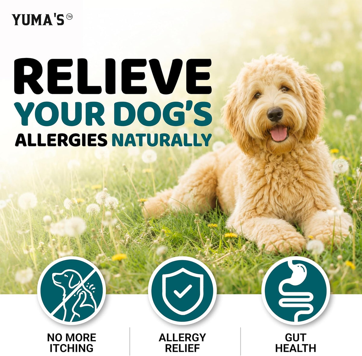 Dog Allergy Relief Chews - 240 Immune Treats, Dog Itching Skin Relief Pills