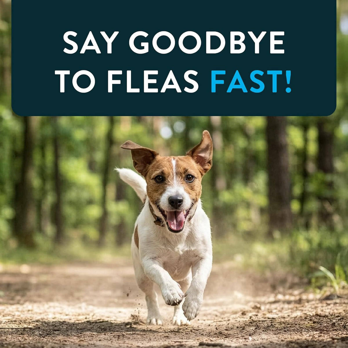 Capstar (nitenpyram) Fast-Acting Oral Flea Treatment for Dogs 2-25 lbs