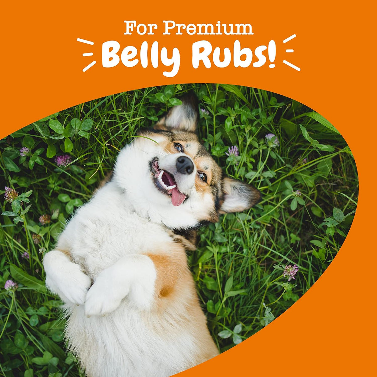 Zesty Paws Probiotics for Dogs - Gut Health Soft Chews, Pumpkin, 90 Ct