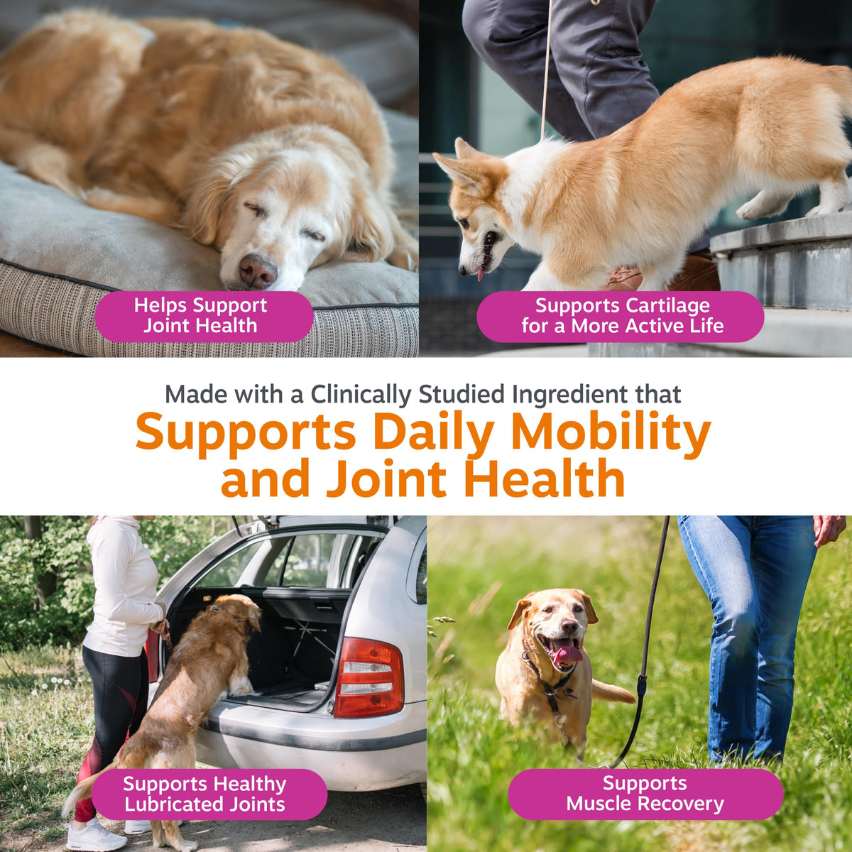 Zesty Paws Glucosamine for Dogs - Dog Joint Supplement, Bacon, 90 Ct