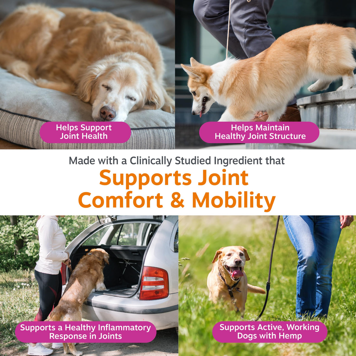 Zesty Paws Glucosamine for Dogs - Dog Joint Supplement, Bacon, 90 Ct
