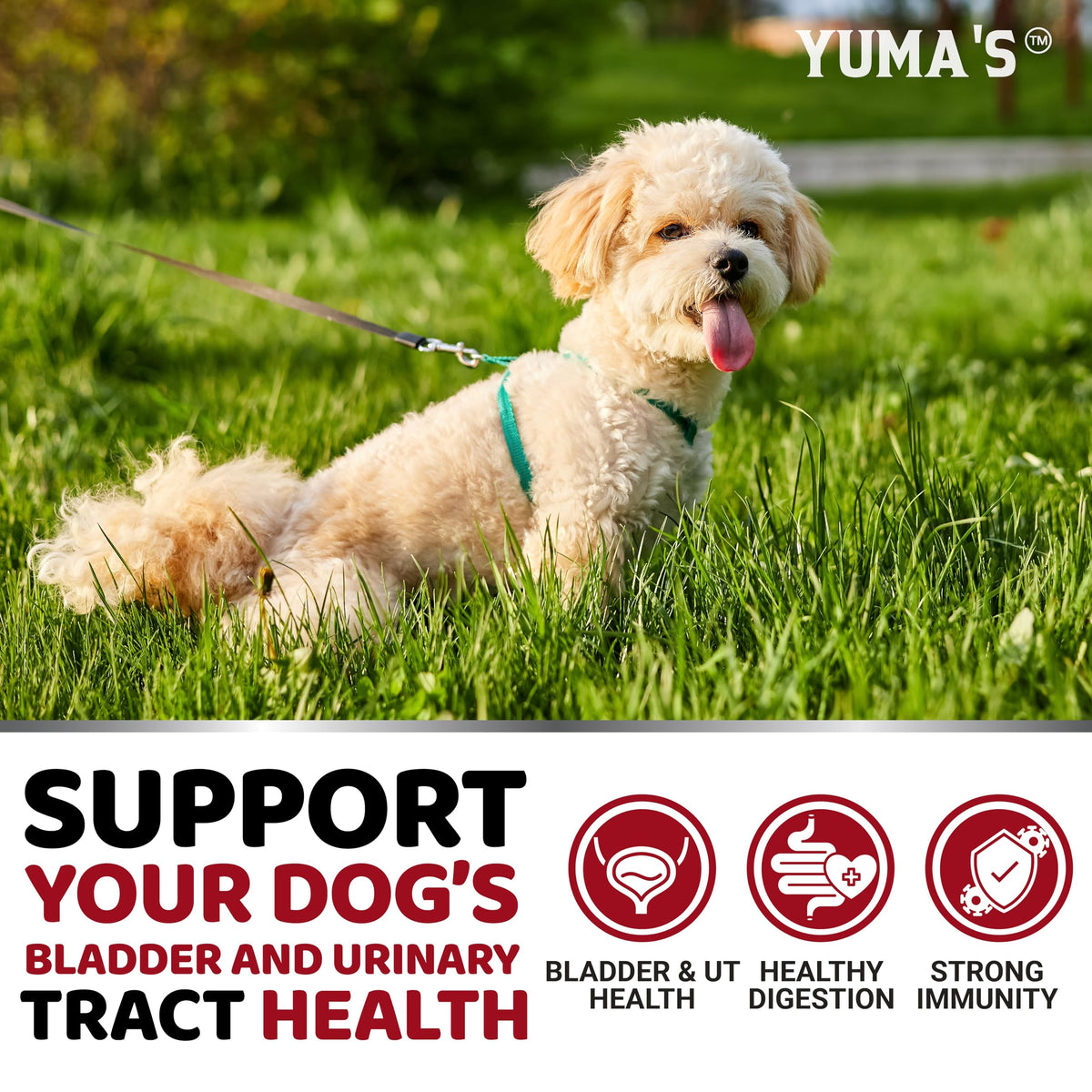 Dog Allergy Relief Chews - 240 Immune Treats, Dog Itching Skin Relief Pills